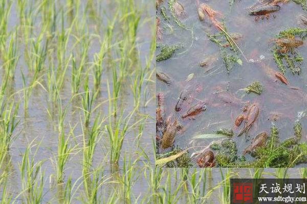 潛江高校(xiào)整治土(tǔ)地超百萬畝 爲經濟發展提供強有力保障