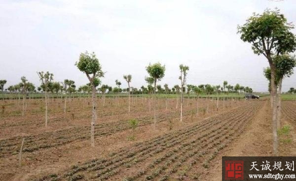 嚴防耕地“非農化”行爲　禁止占用基本農田種樹(shù)種草