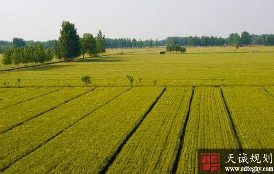 沂南(nán)“空中與地面結合”“人(rén)防與技防互補”耕地管控新模式