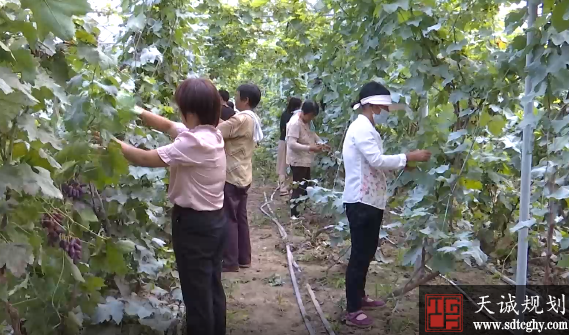 臨清“庭院經濟”緻富路(lù) 美麗了鄉村帶來(lái)了效益